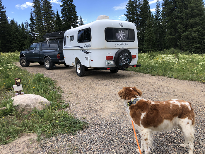 Danny on high alert after spotting a chipmunk at our campsite