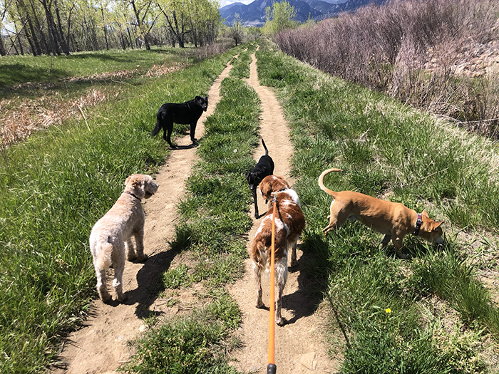 Sputnik, Rootie, Twig, Danny and Mouse enjoy socializing on their trail hike together