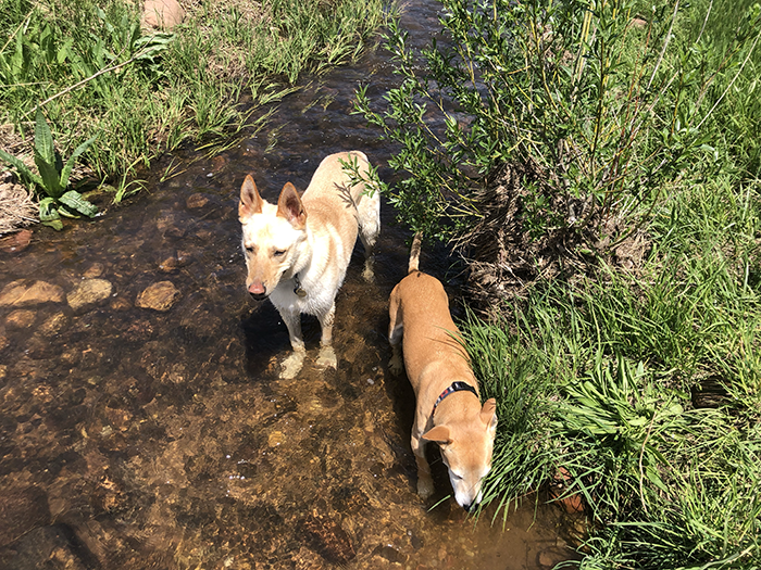 Cara and Mouse enjoying a refreshing toe dip