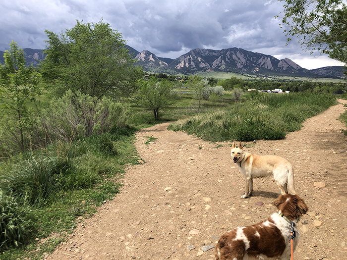 Cara and Danny overlooking a spectacular view of the famous Flatirons